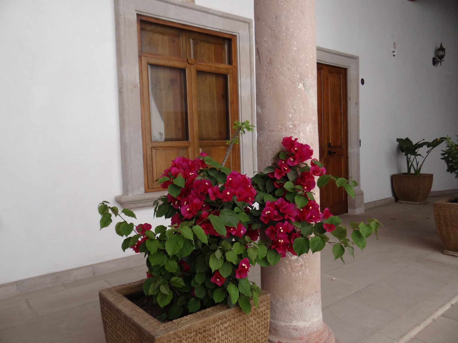 Buganvilias junto a columna de cantera